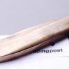 Solid Brass 1 Blade Jack Knife Thai Made VG-Exc 1960s - Image 11